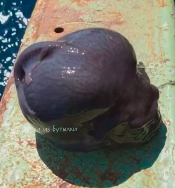 A imagem do peixe estranho foi compartilhada e viralizou nas redes sociais.