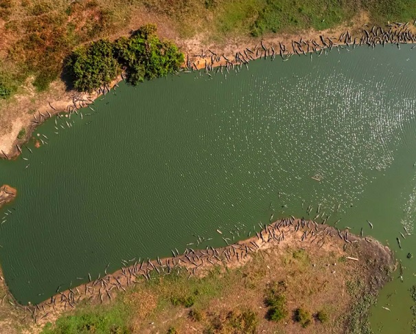 O registro aéreo destaca o comportamento desses répteis, que se reúnem em grandes grupos próximos às fontes de água para caçar ou se aquecer ao sol.