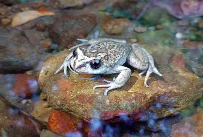 Sapo da espécie Alsodes vittatus é redescoberto após 132 anos