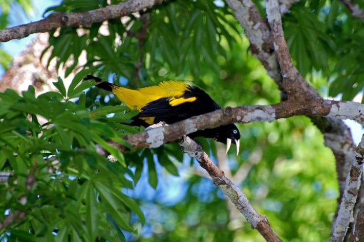 Ave/pássaro japiim/xexéu (Cacicus cela)