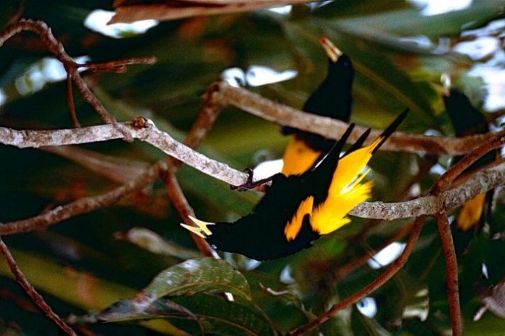Ave/pássaro japiim/xexéu (Cacicus cela)