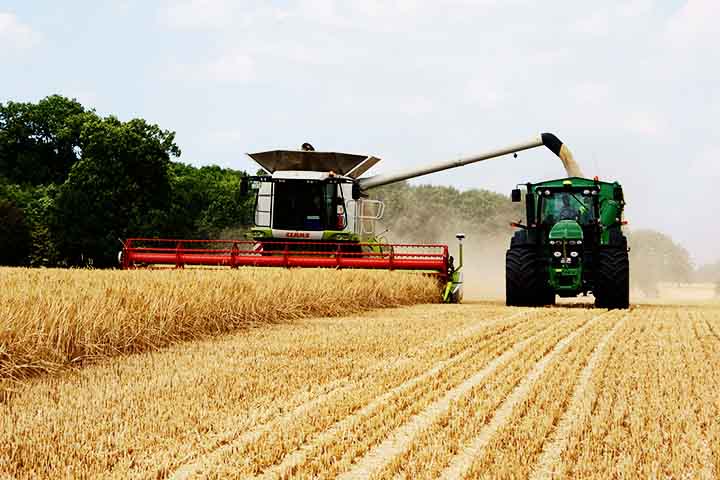 Por ser rica em beta-glucana, um tipo de fibra que diminui a absorção de gordura no intestino, a cevada é um alimento funcional que diminui os níveis de colesterol “ruim”, LDL, no sangue.