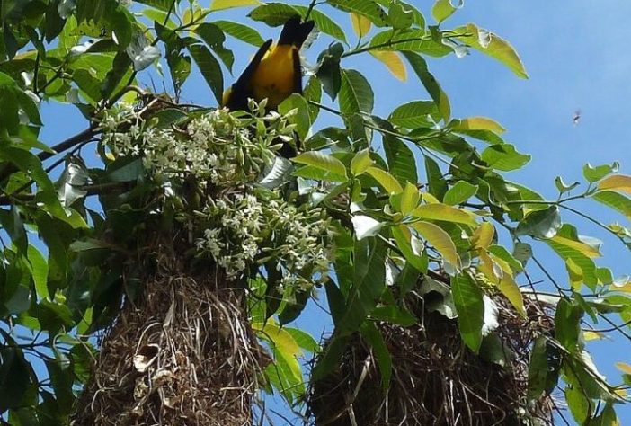 Ave/pássaro japiim/xexéu (Cacicus cela)