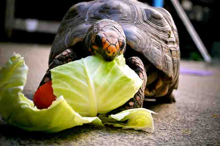 Características e alimentação: Possuem casco alto e resistente, patas grossas adaptadas para o solo e se alimentam de frutas, folhas, flores e pequenos insetos