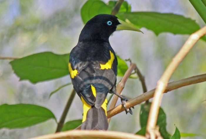 Ave/pássaro japiim/xexéu (Cacicus cela)