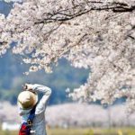 Cerejeiras japonesas, Prunus serrulata - Imagem de kazuo por Pixabay