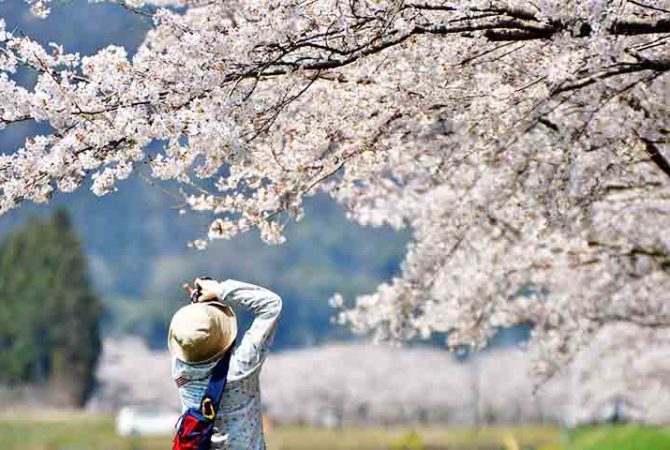 O fascínio das cerejeiras japonesas e seu significado global