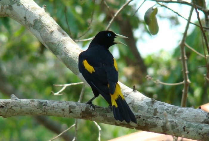 Ave/pássaro japiim/xexéu (Cacicus cela)