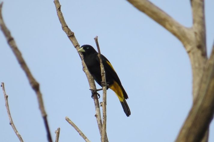 Ave/pássaro japiim/xexéu (Cacicus cela)