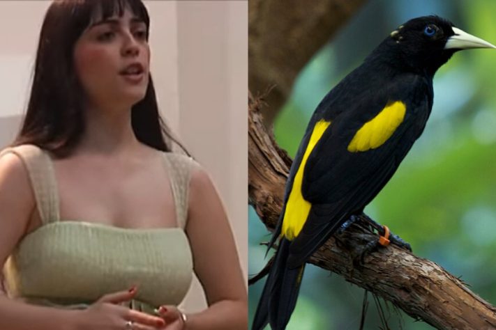 O pássaro japiim/xexéu já foi homenageado pelo maestro paraense Waldemar Henrique (1905-1995) em uma de suas composições chamada Lendas Amazônicas