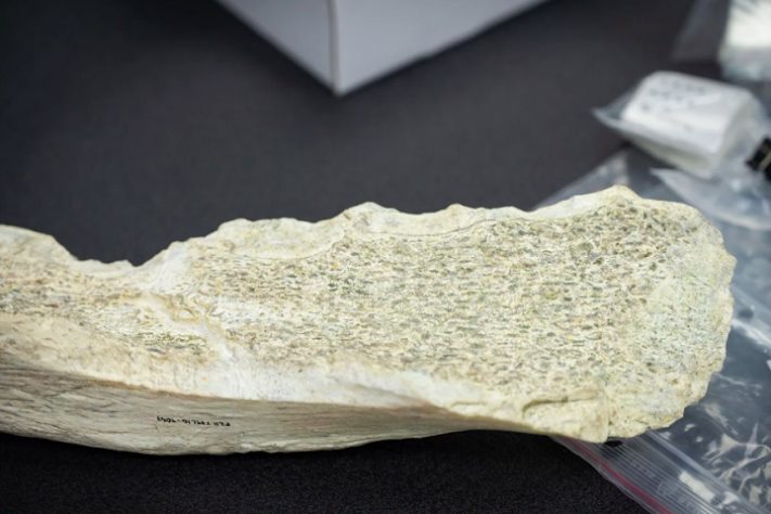 Arqueólogos descobrem ossos usados como ferramentas por ancestrais humanos há 1,5 milhão de anos