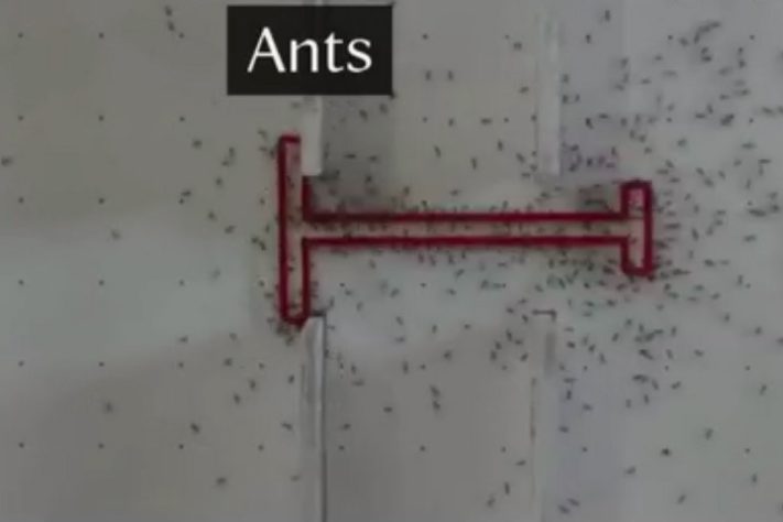 Formigas superam humanos em teste de inteligência