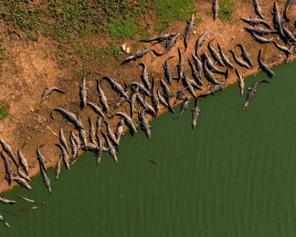 Registro impressionante mostra barreira de jacarés em beira de lagoa do Pantanal