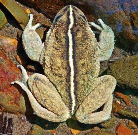 Sapo da espécie Alsodes vittatus é redescoberto após 132 anos