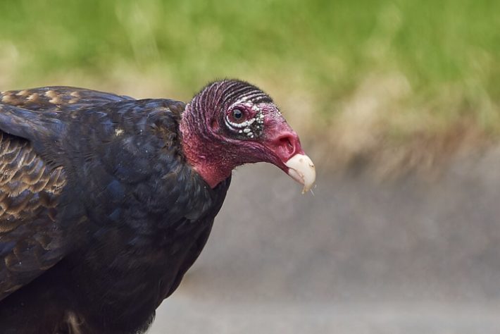 Urubu-de-cabeça-vermelha (Cathartes aura)