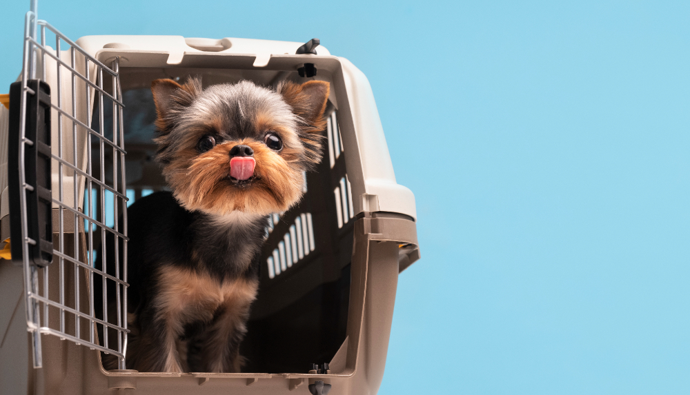 O Departamento de Agricultura dos EUA exige que cães viajando para a Colômbia tenham um atestado de saúde assinado por um veterinário e um comprovante de vacinação contra a raiva.-freepik