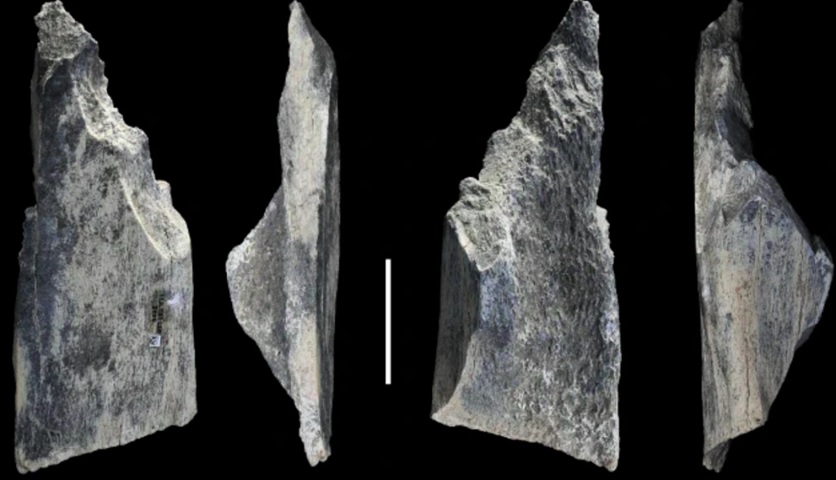 O estudo também aponta que provavelmente os ossos eram usados não como armas de caça, mas para remover carne de carcaças.