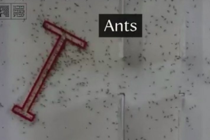 Formigas superam humanos em teste de inteligência