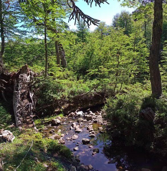 Entre 2023 e 2024, novas expedições finalmente confirmaram sua existência, permitindo a obtenção dos primeiros dados biológicos e ecológicos da espécie.