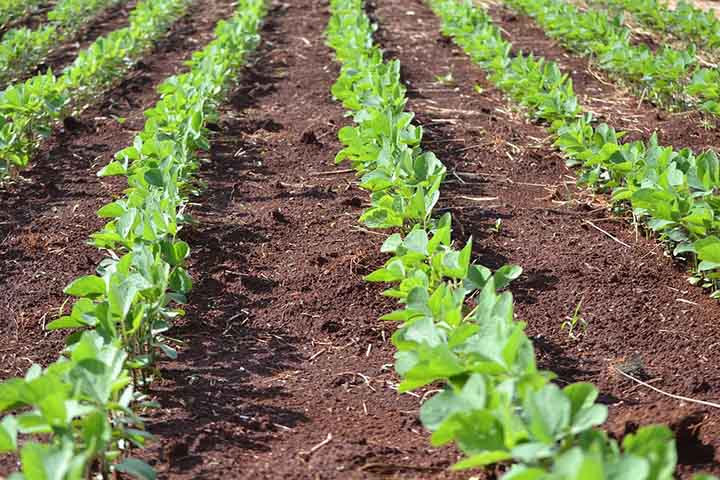 A semeadura combinada com fertilização posiciona os nutrientes próximos às sementes, otimizando a absorção inicial das plantas.