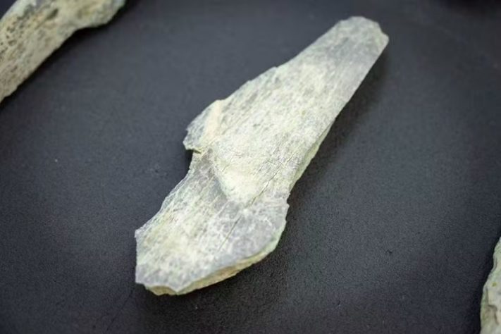 Arqueólogos descobrem ossos usados como ferramentas por ancestrais humanos há 1,5 milhão de anos