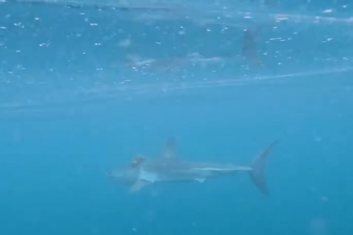 Eles descobriram que o polvo, da espécie maori, se prendeu na "garupa" de um tubarão-mako.