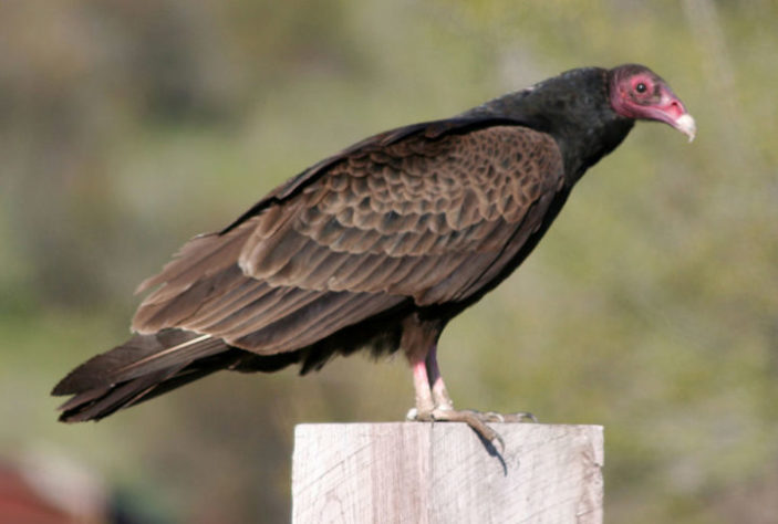 Urubu-de-cabeça-vermelha (Cathartes aura)