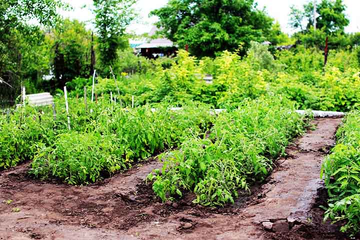 Por fim, os custos dos fertilizantes podem representar uma parcela significativa dos investimentos na agricultura. Conhecer as diferentes opções disponíveis e suas características permite uma escolha mais econômica e sustentável, garantindo um uso eficiente dos insumos agrícolas.