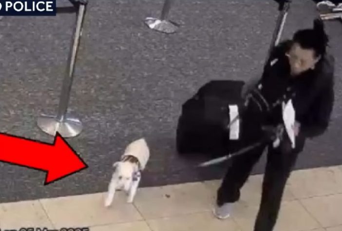 Mulher é presa nos EUA acusada de matar próprio cachorro em Aeroporto da Flórida