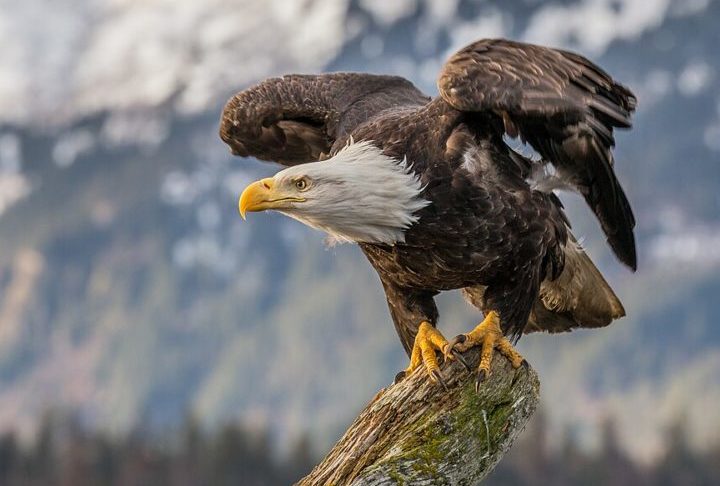 <p>As águias são as “gigantes” do grupo. Elas se destacam pelo porte imponente, com bicos e garras  poderosas, capazes de exercer uma pressão esmagadora sobre as vítimas.</p>
