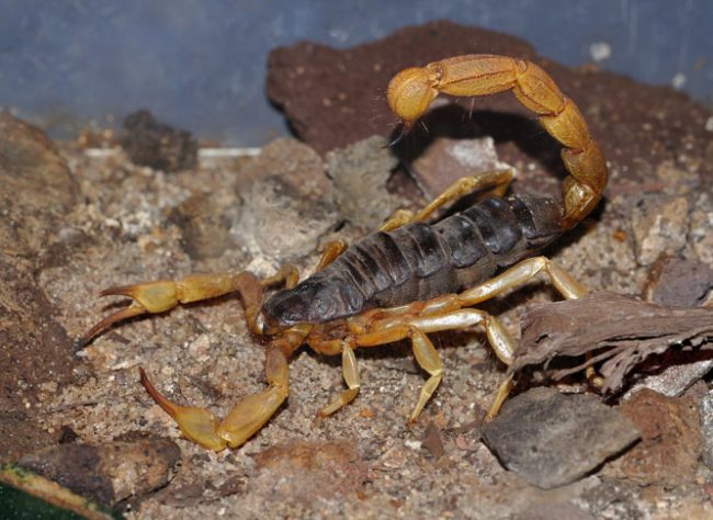 Escorpião-amarelo (Androctonus australis)