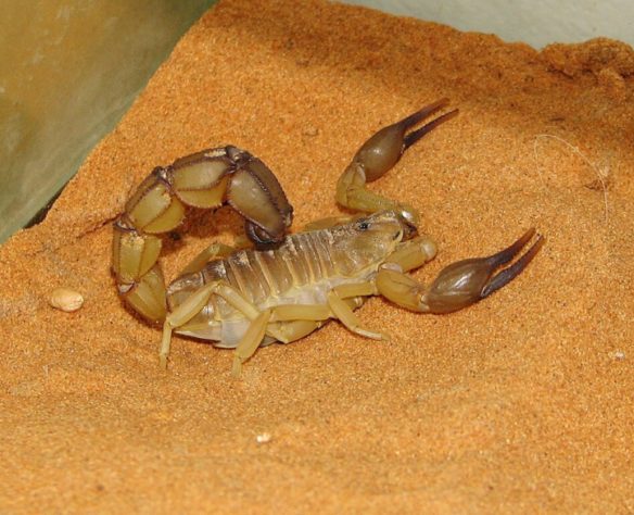 Escorpião-amarelo (Androctonus australis)