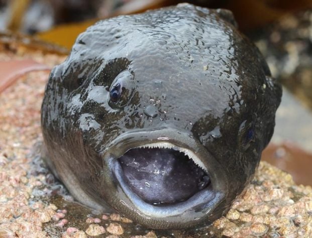 peixe-lapa-liso (Aptocyclus ventricosus)