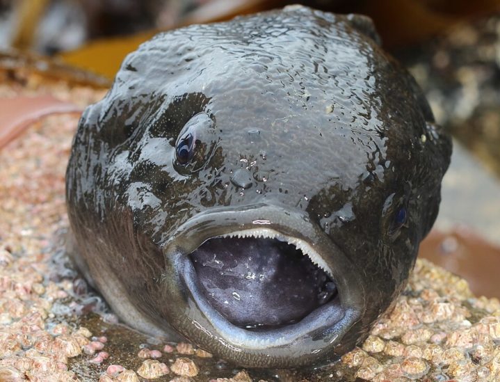 O peixe-lapa-liso (Aptocyclus ventricosus), como é conhecido, pode chegar a 40 centímetros de comprimento e pesar até 2 quilos.