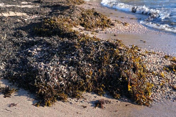 Algas marinhas
