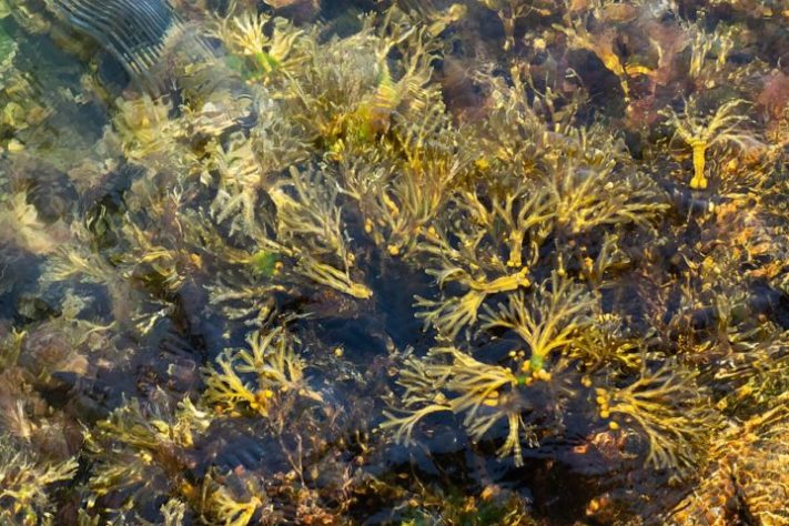 Alga marinha bladderwrack (Fucus vesiculosus)