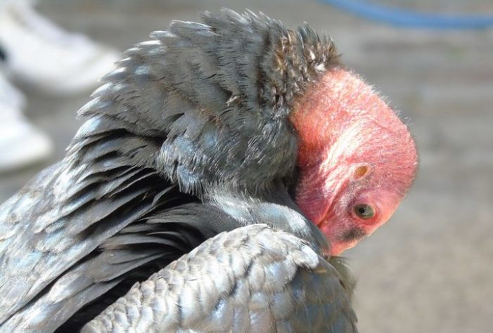 Urubu-de-cabeça-vermelha (Cathartes aura)