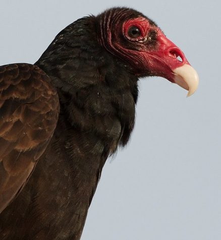 Urubu-de-cabeça-vermelha (Cathartes aura)