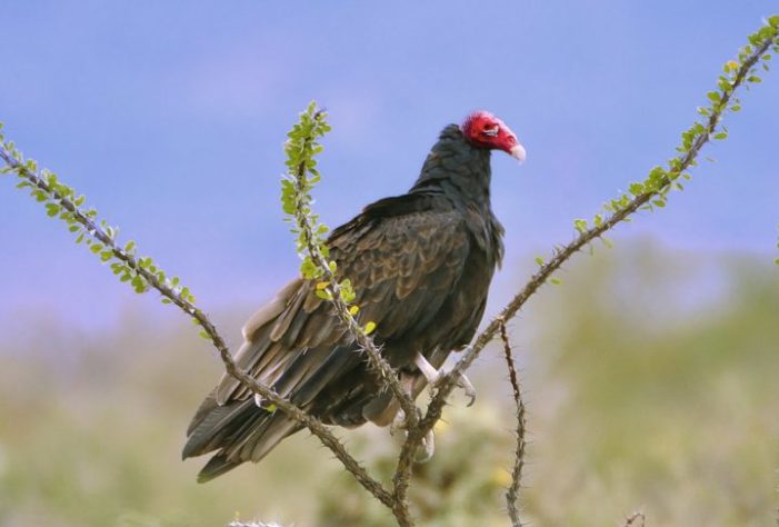 Urubu-de-cabeça-vermelha (Cathartes aura)