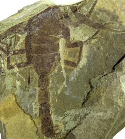 Descoberto fóssil de escorpião que viveu com dinossauros há 125 milhões de anos