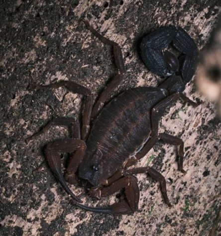 Espécie de escorpião que cospe veneno é encontrada na Colômbia