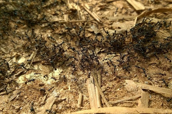 Esses insetos são encontrados em quase todos os ecossistemas terrestres, desde florestas tropicais até desertos, e desempenham papéis ecológicos importantes.