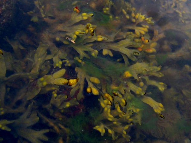 Alga marinha bladderwrack (Fucus vesiculosus)