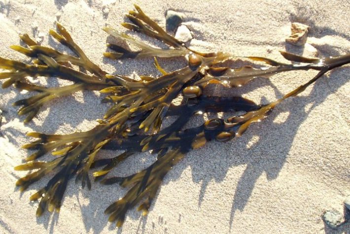 Alga marinha bladderwrack (Fucus vesiculosus)