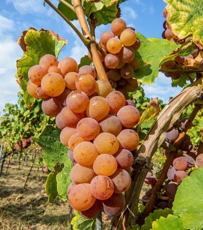 Gewurztraminer d'Alsace 