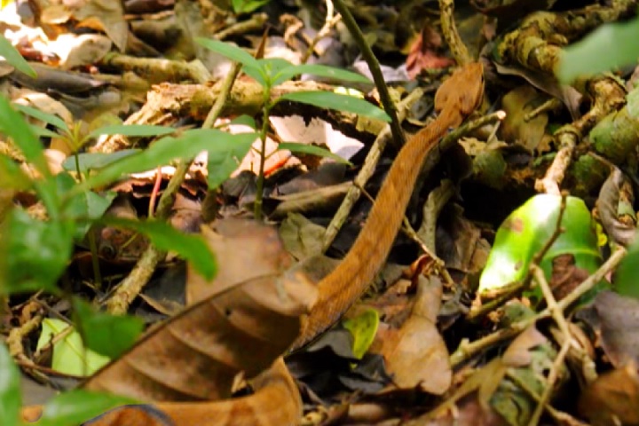 A ilha é um ambiente selvagem e inóspito, sem infraestrutura como trilhas ou abrigos. O terreno é íngreme e coberto por vegetação espinhosa.