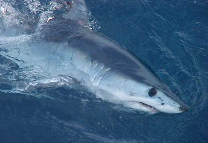 Tubarão-mako (Isurus oxyrinchus)