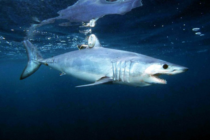 Tubarão-mako (Isurus oxyrinchus)