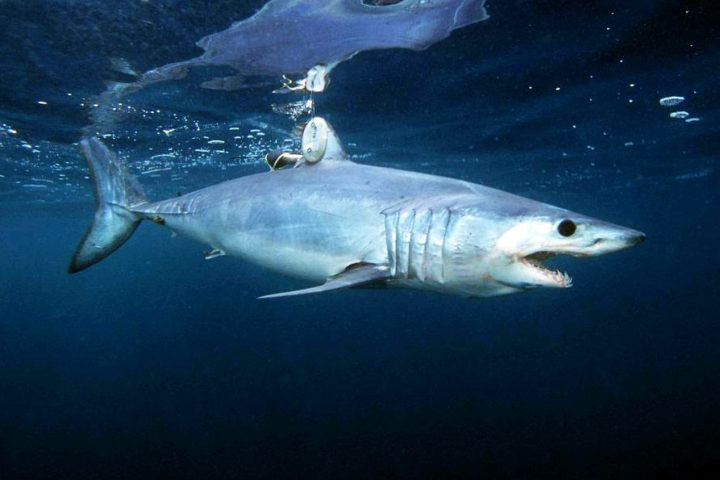 Esse tubarão, que pode ser encontrado desde a superfície até profundidades de 150 metros, é um dos mais velozes do oceano, chegando a mais de 80 km/h.