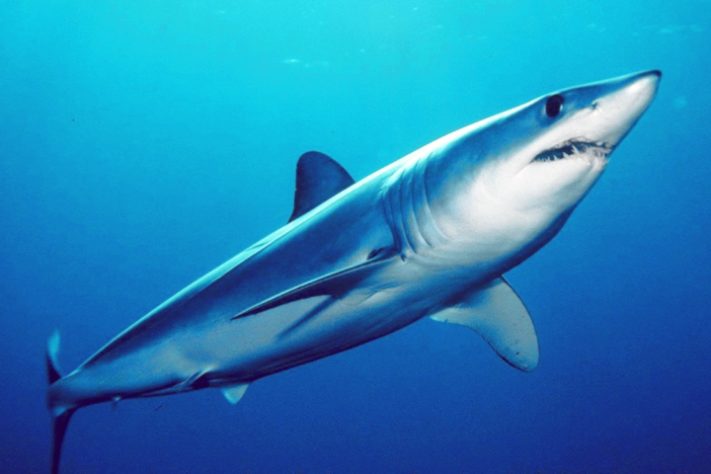 Tubarão-mako (Isurus oxyrinchus)